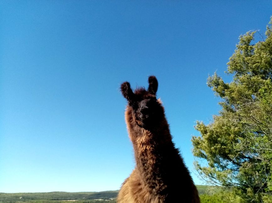 Les lamas, toujours ravis de rencontrer nos visiteurs