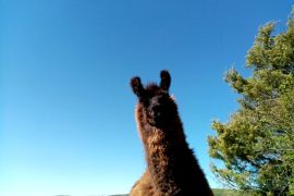Les lamas, toujours ravis de rencontrer nos visiteurs