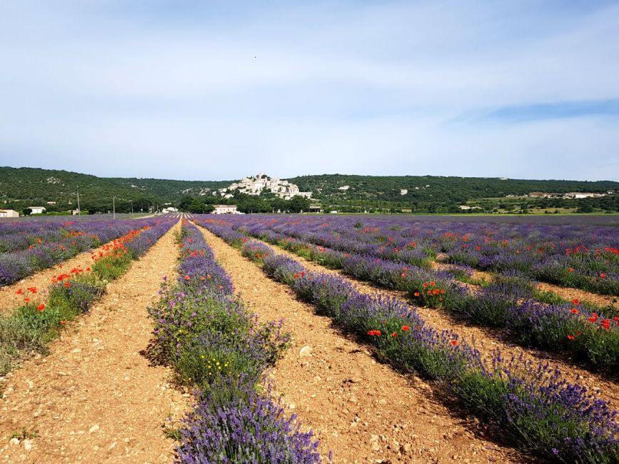 Simiane la Rotonde, des paysages typiques de la Provence