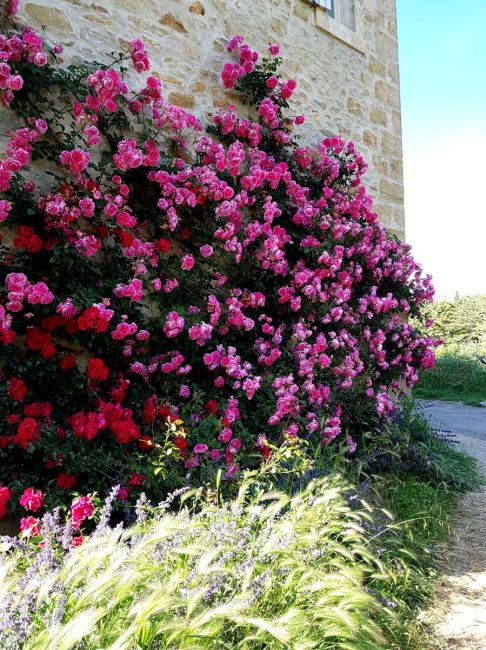 Abbaye de Valsaintes, le jardin des roses