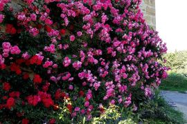 Abbaye de Valsaintes, le jardin des roses