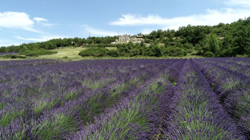 lavandes en fleurs domaine la melette0138.JPG